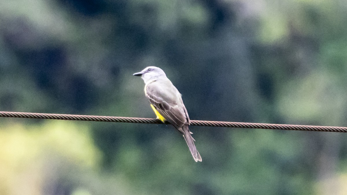 Tropical Kingbird - ML642894618