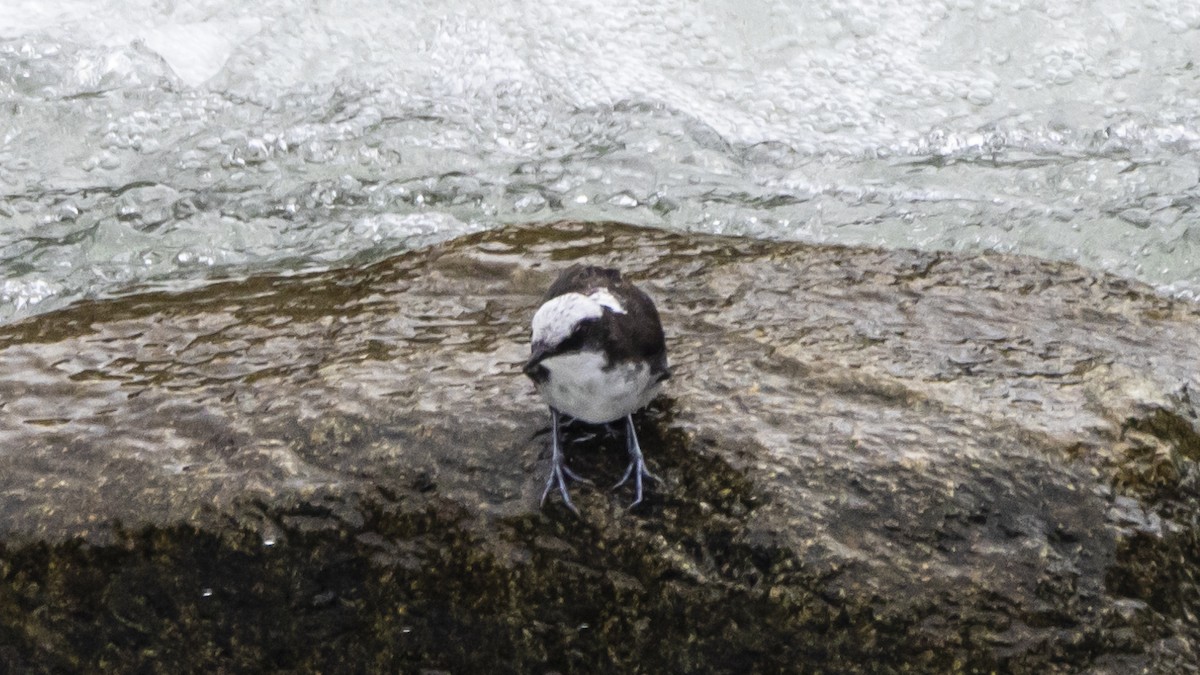 White-capped Dipper - ML642894625
