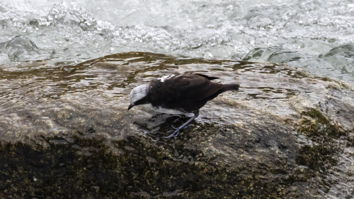 White-capped Dipper - ML642894626