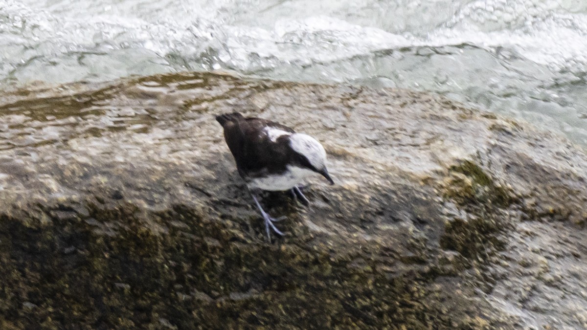 White-capped Dipper - ML642894627