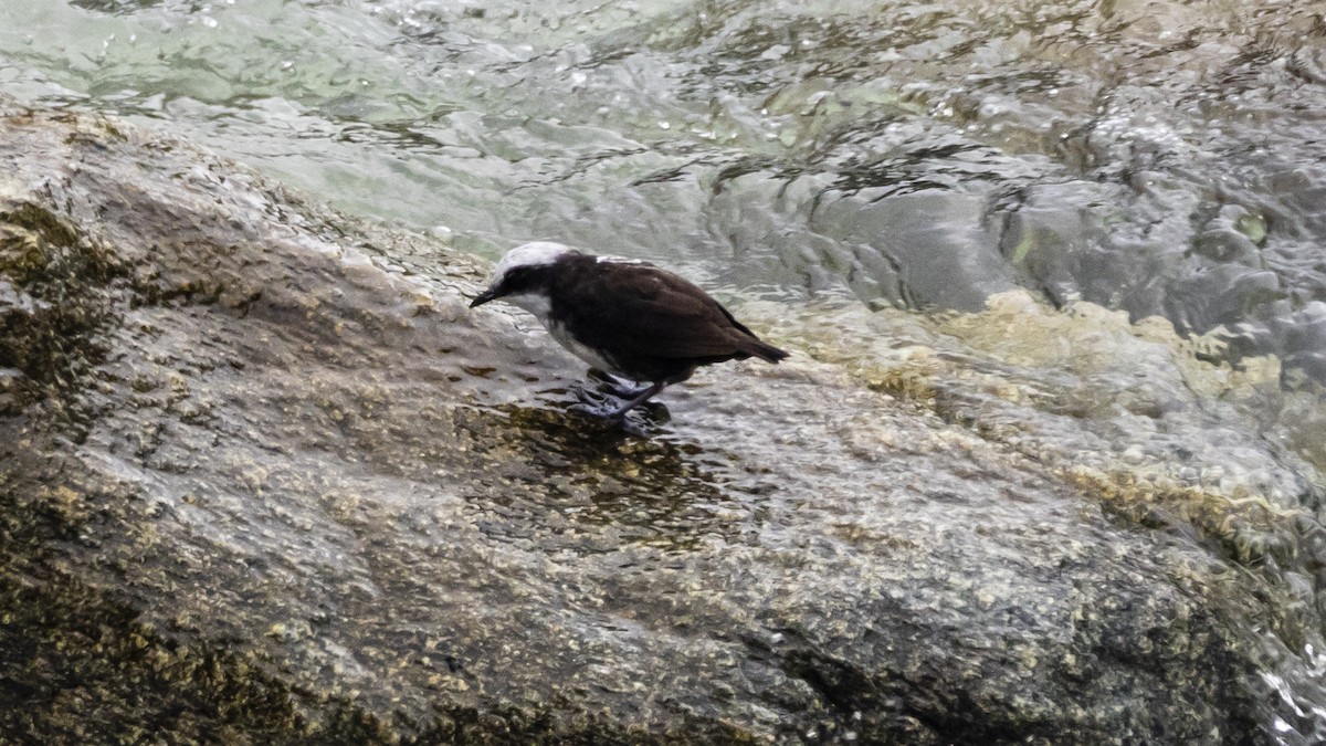 White-capped Dipper - ML642894628