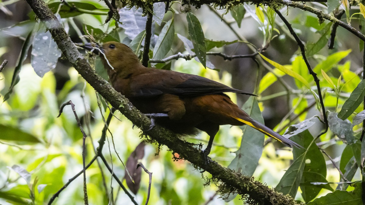 Russet-backed Oropendola - ML642894630
