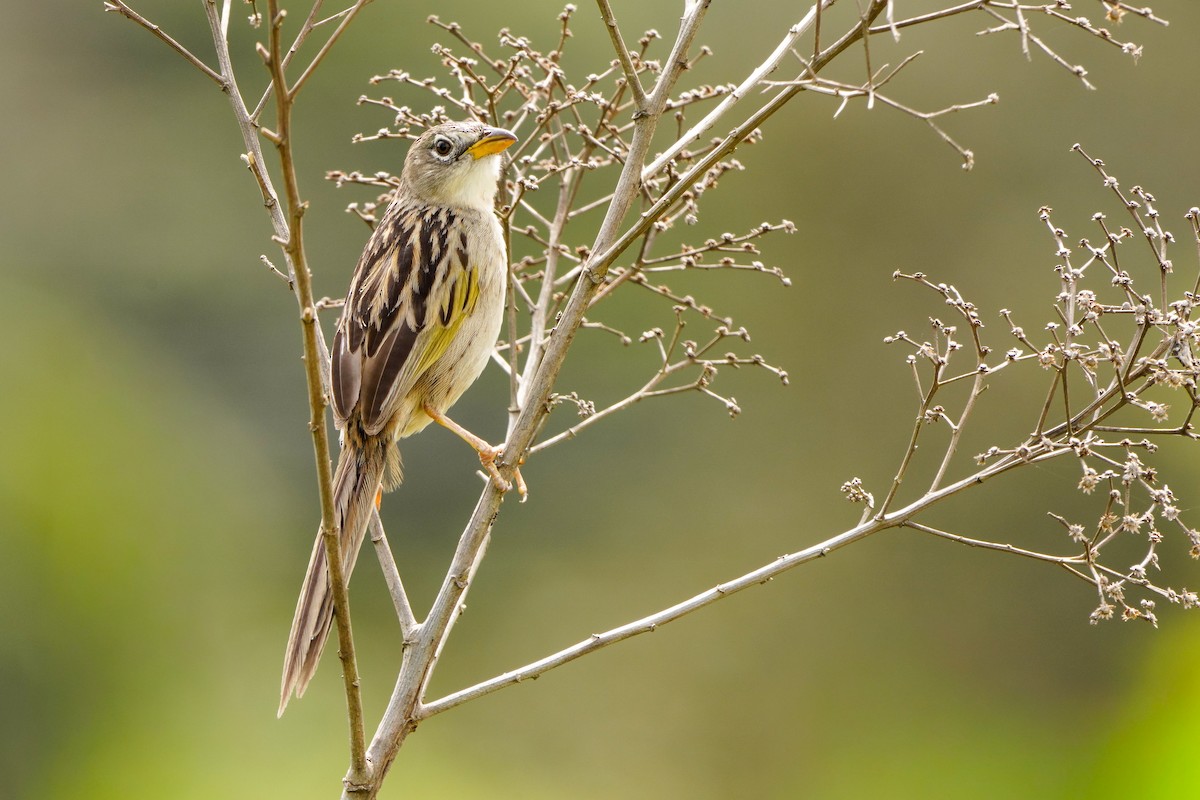 Yellow-faced Grassquit - ML642894635