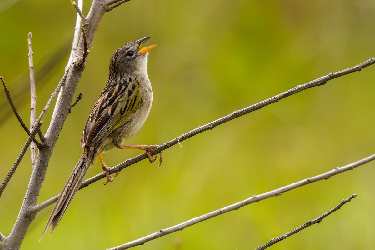 Wedge-tailed Grass-Finch - ML642894636