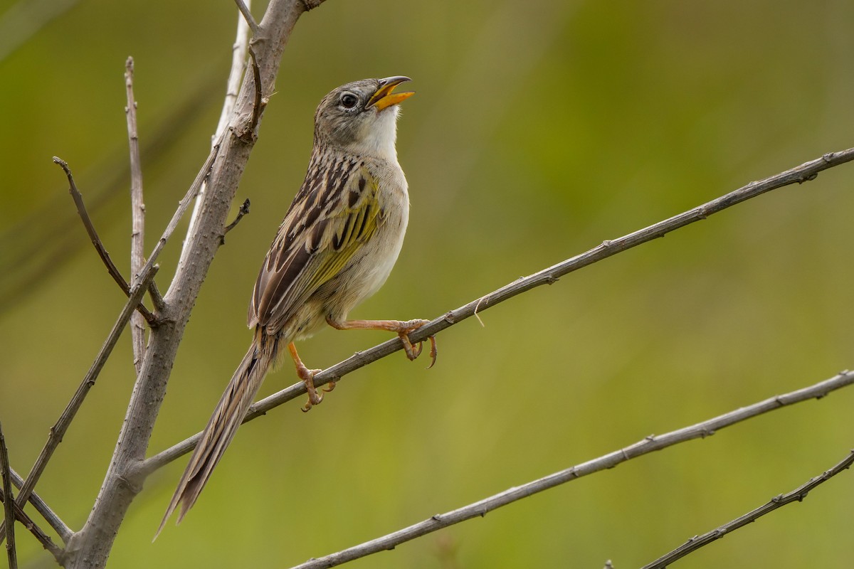 Wedge-tailed Grass-Finch - ML642894637