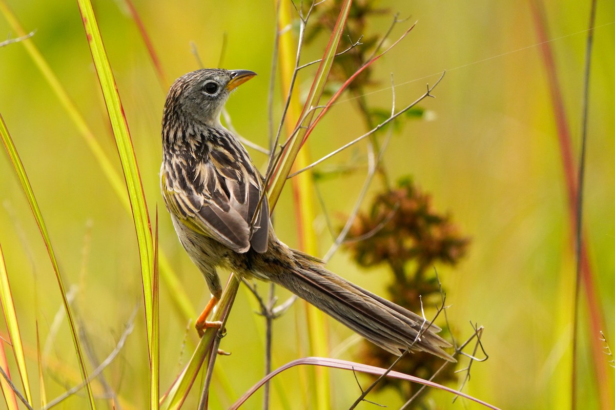 Wedge-tailed Grass-Finch - ML642894638