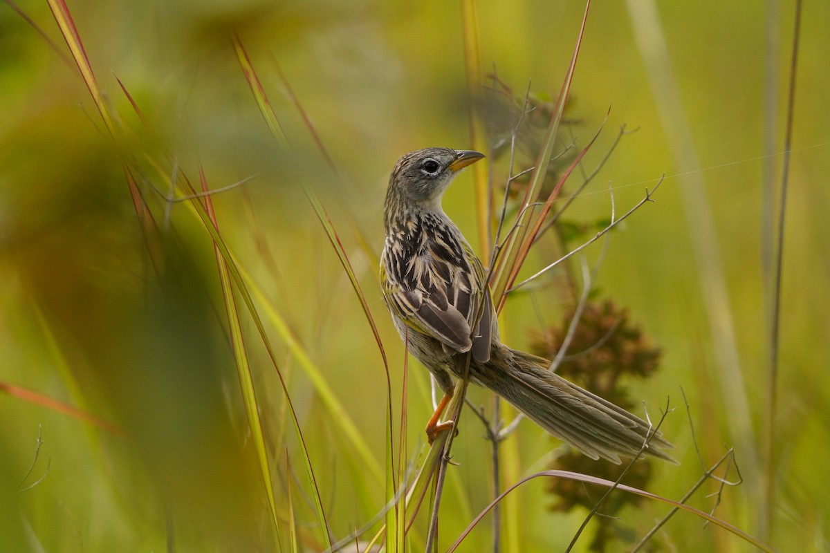 Wedge-tailed Grass-Finch - ML642894639
