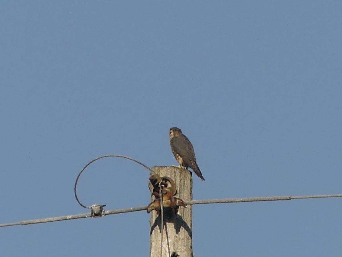 Merlin - ML642894640