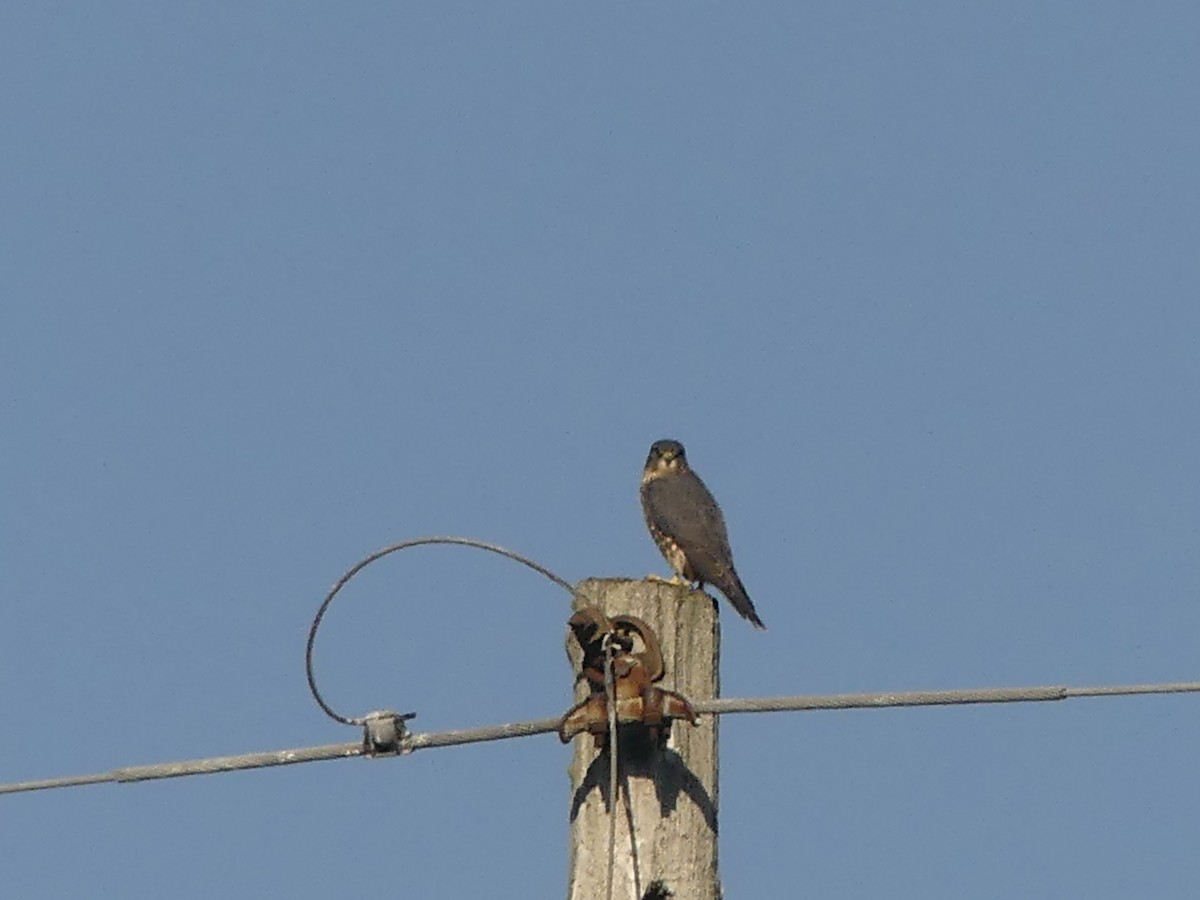 Merlin - ML642894641