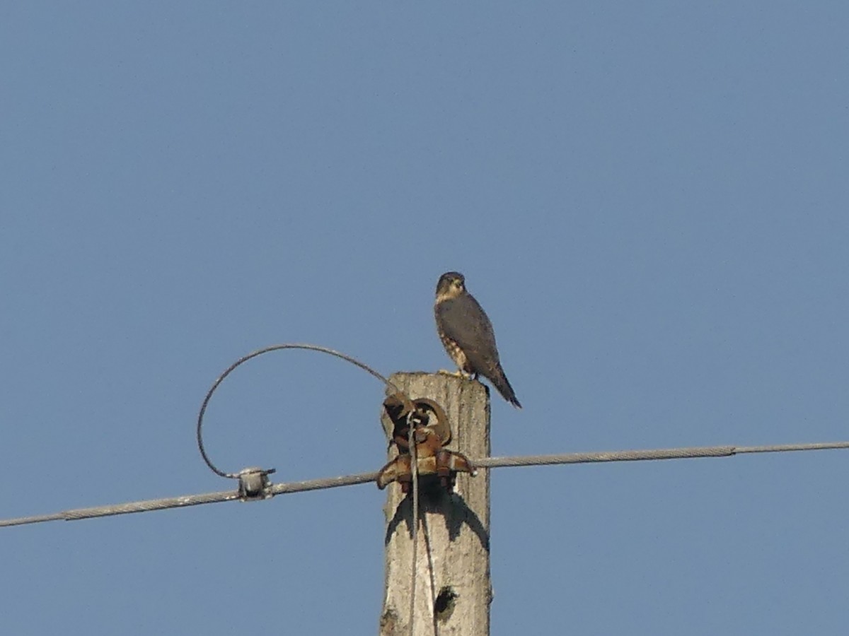 Merlin - ML642894642