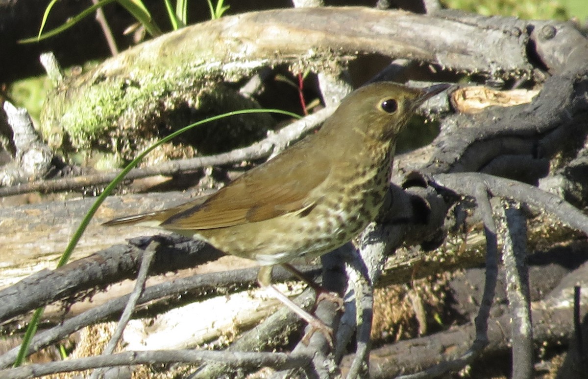Swainson's Thrush - ML642894647