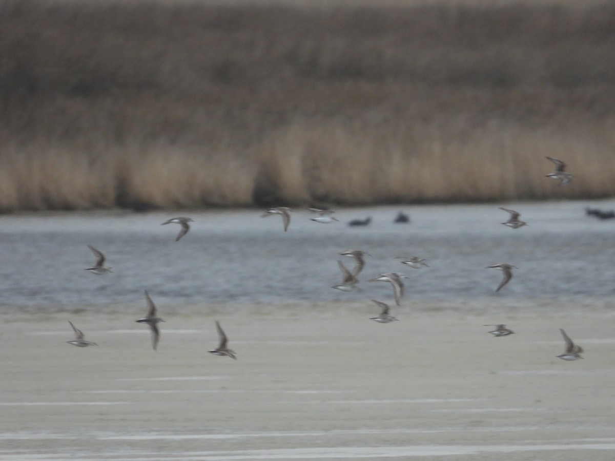 Red-necked Stint - ML642894648