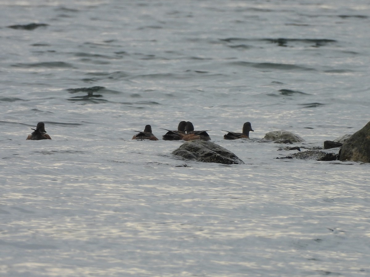 American Wigeon - ML642894651