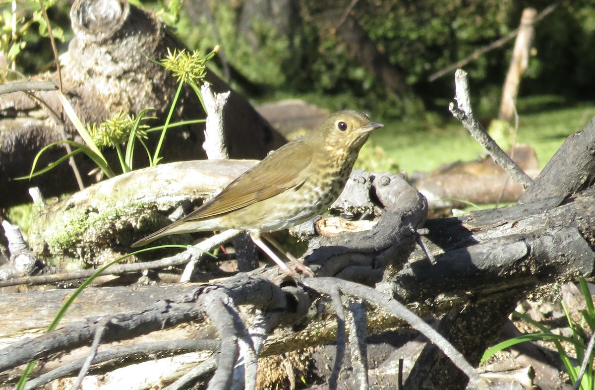 Swainson's Thrush - ML642894652