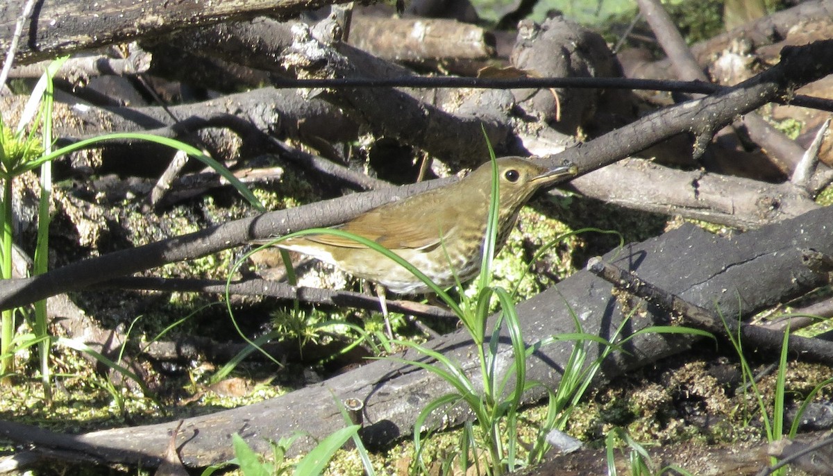 Swainson's Thrush - ML642894653