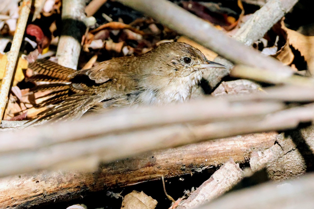 Northern House Wren - ML642894656