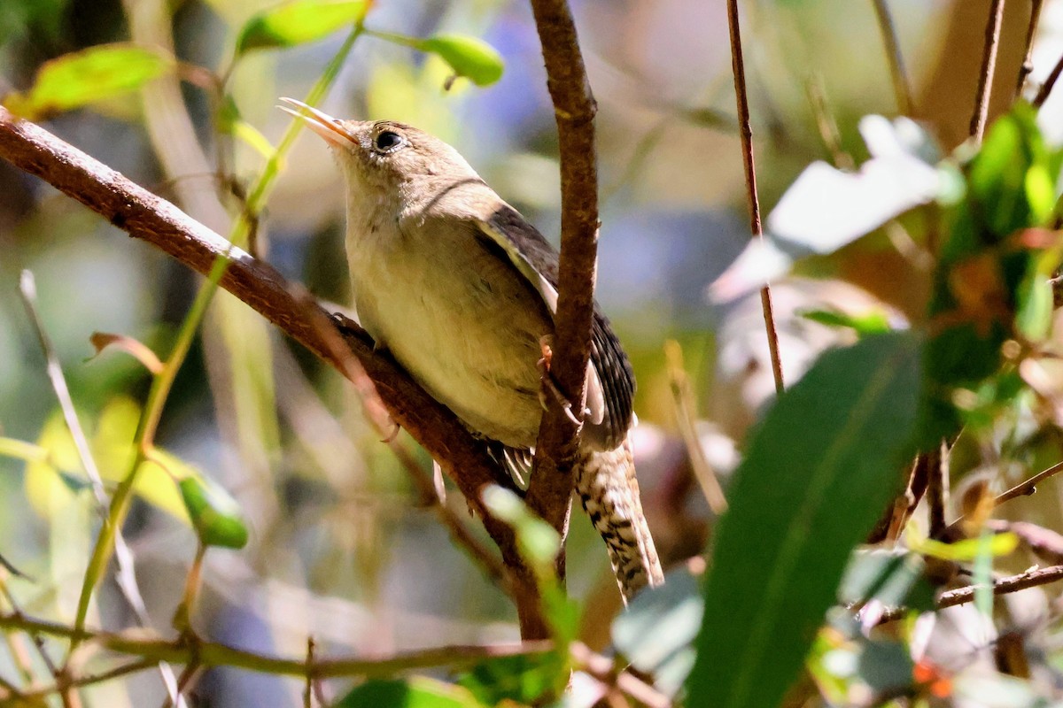 Northern House Wren - ML642894657