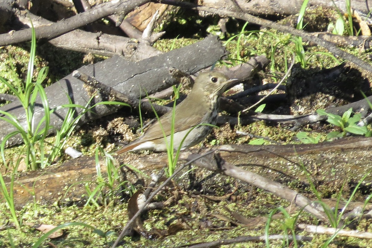 Hermit Thrush - ML642894662