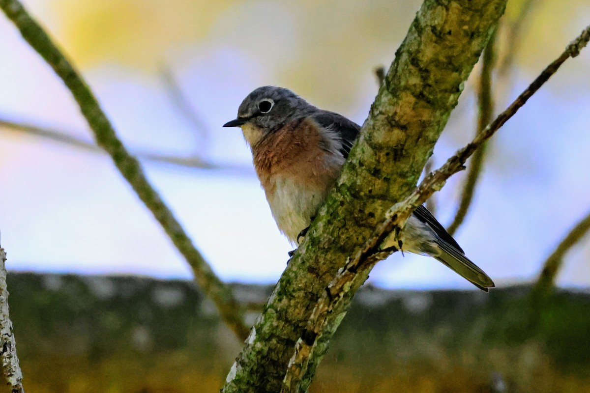 Western Bluebird - ML642894663