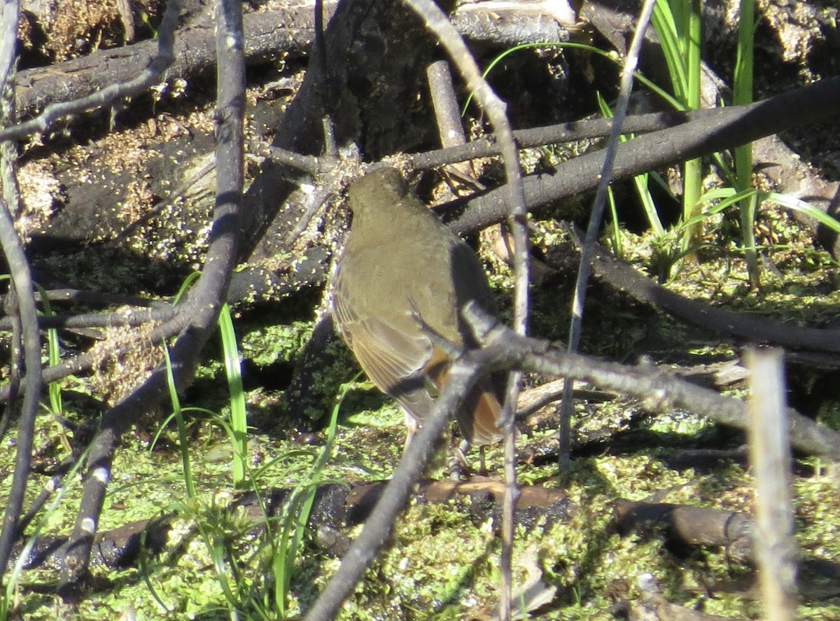 Hermit Thrush - ML642894669