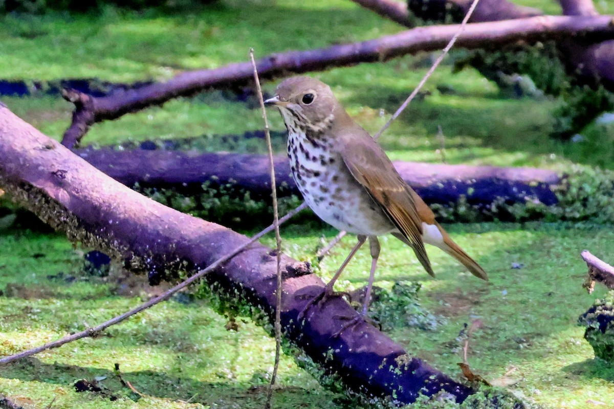 Hermit Thrush - ML642894674