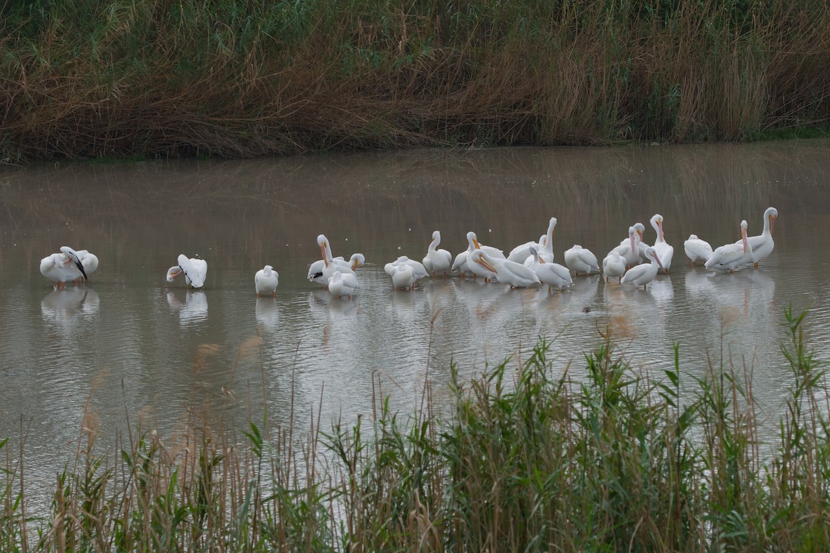 American White Pelican - ML642894675