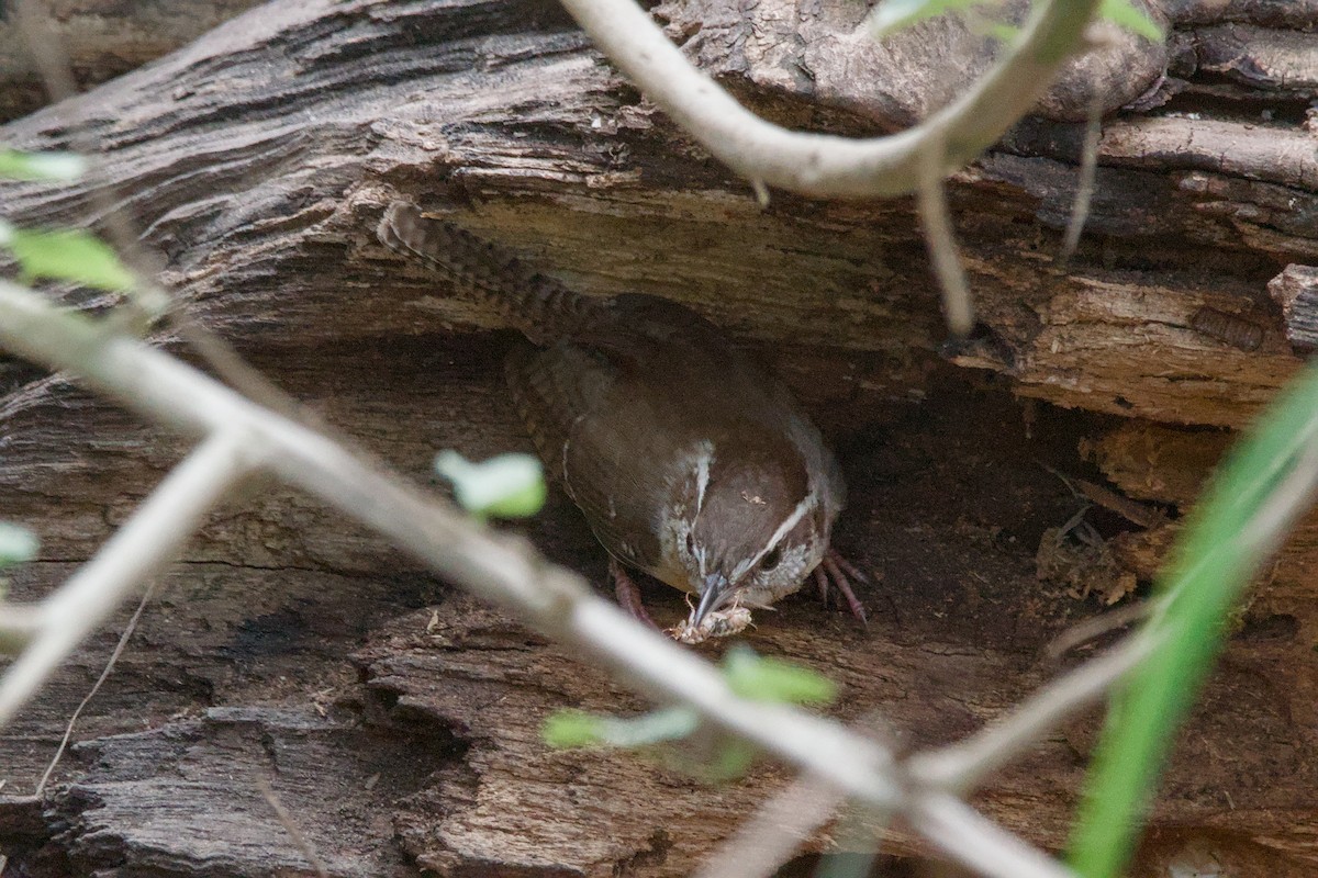 Bewick's Wren - ML642894679