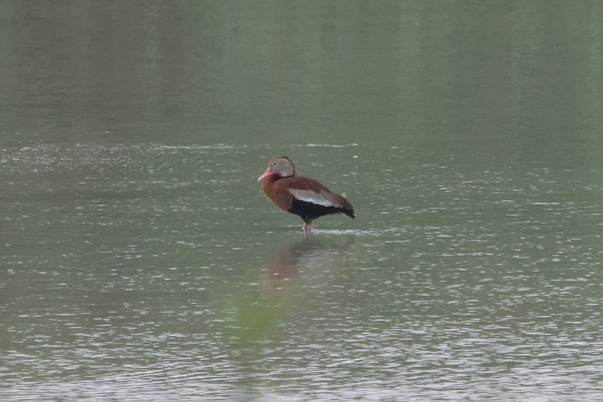 Black-bellied Whistling-Duck - ML642894680