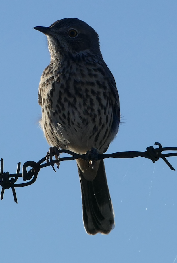 Sage Thrasher - ML642894682