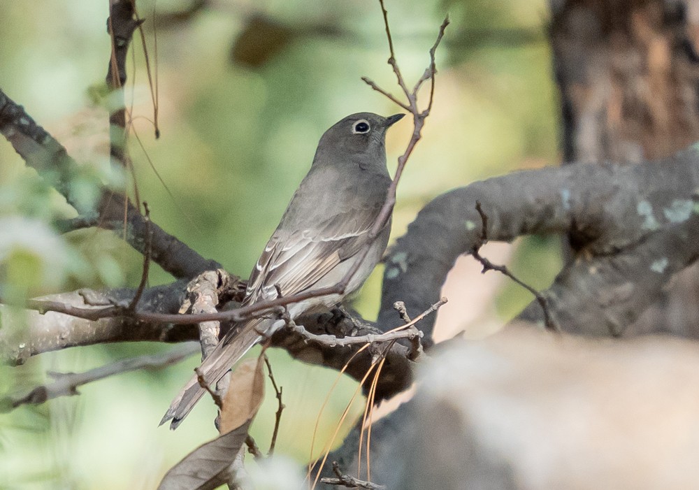 Townsend's Solitaire - ML642894683