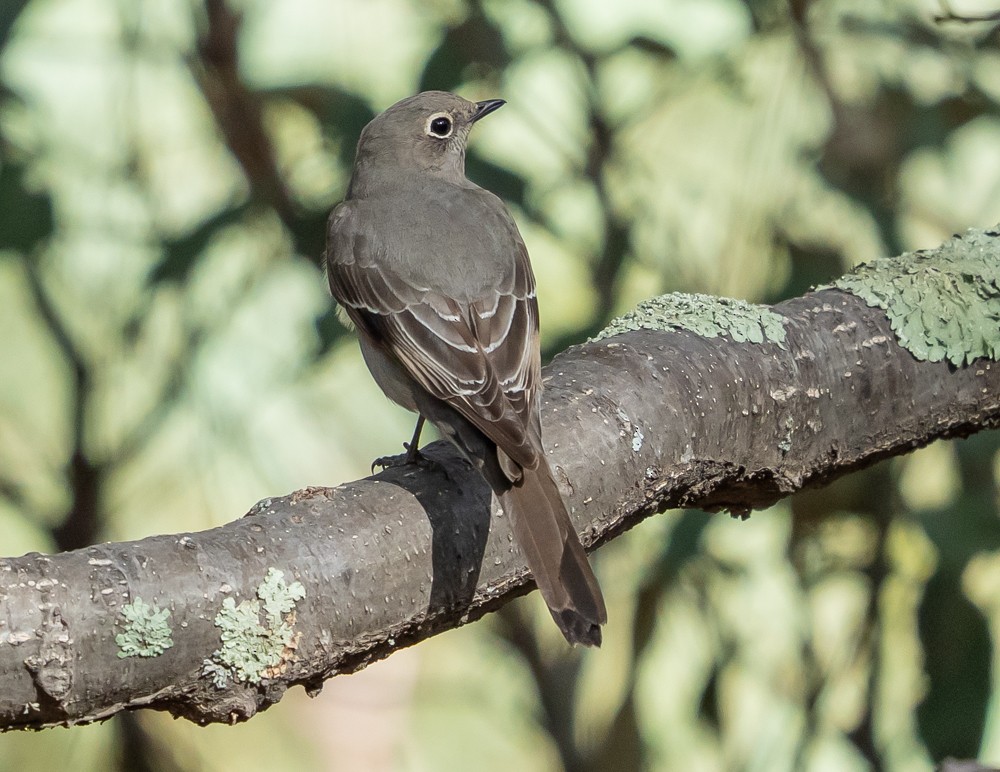 Townsend's Solitaire - ML642894684