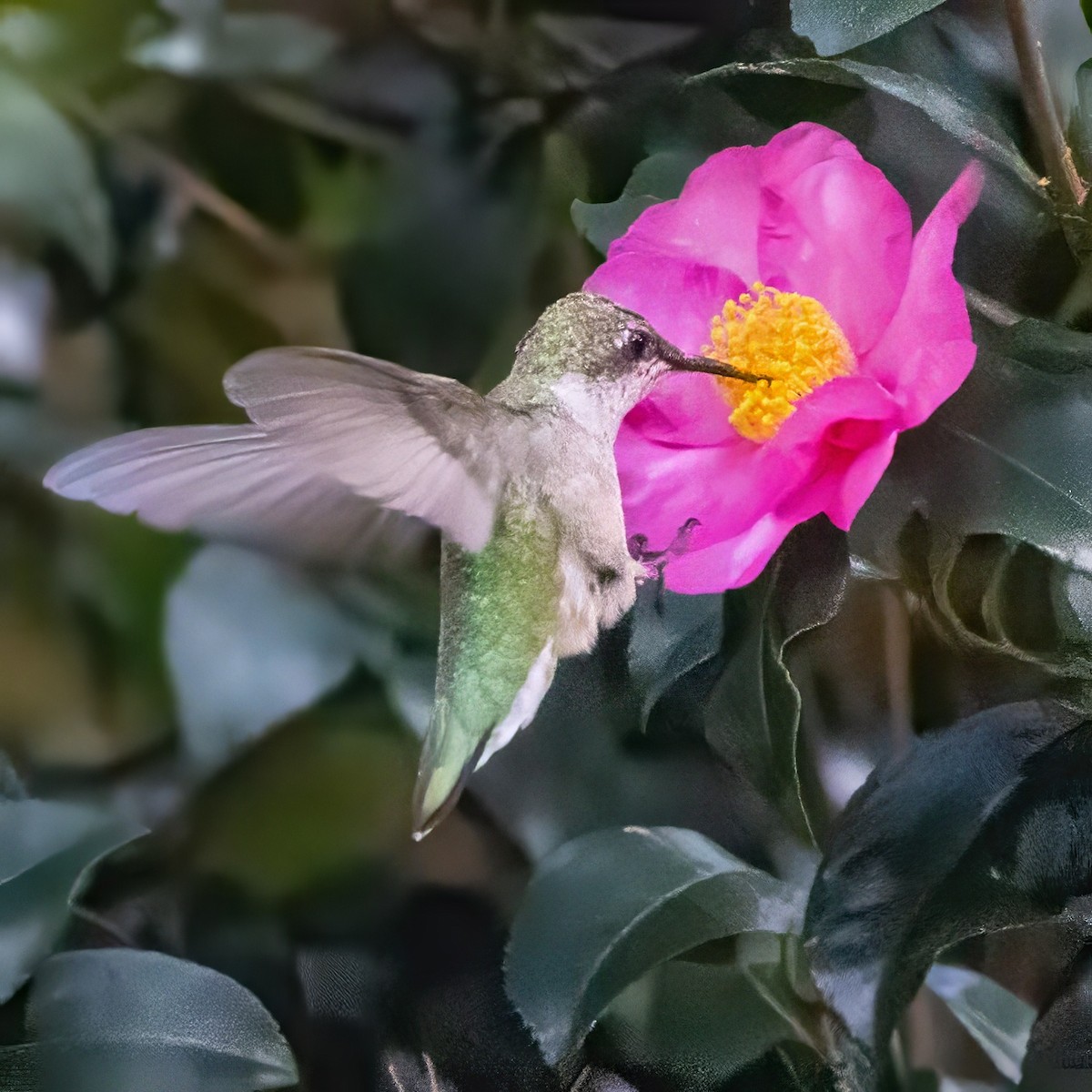 Ruby-throated Hummingbird - ML642894685