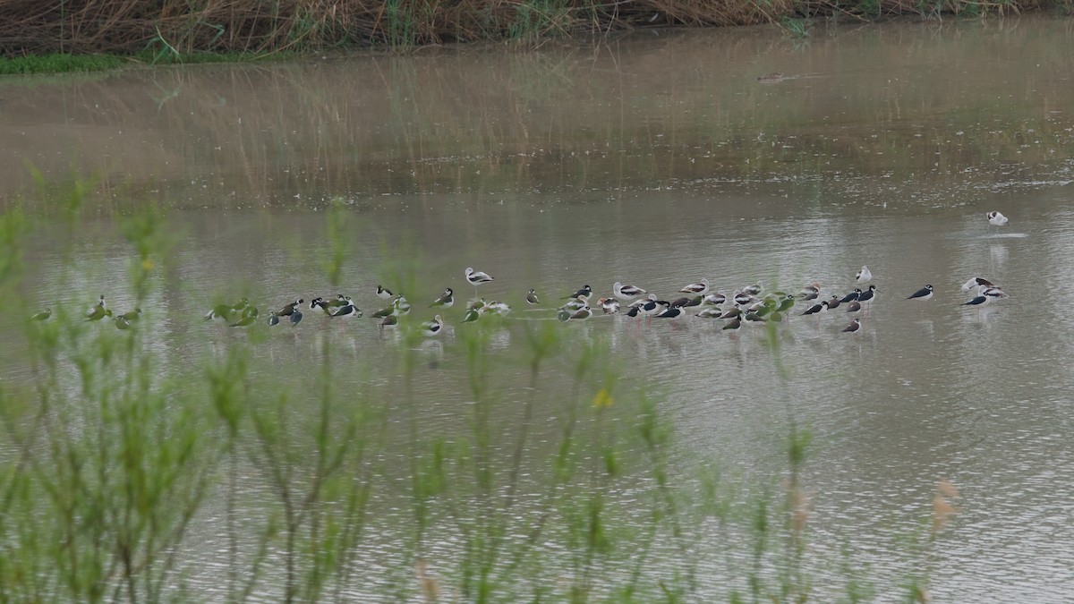 Black-necked Stilt - ML642894686