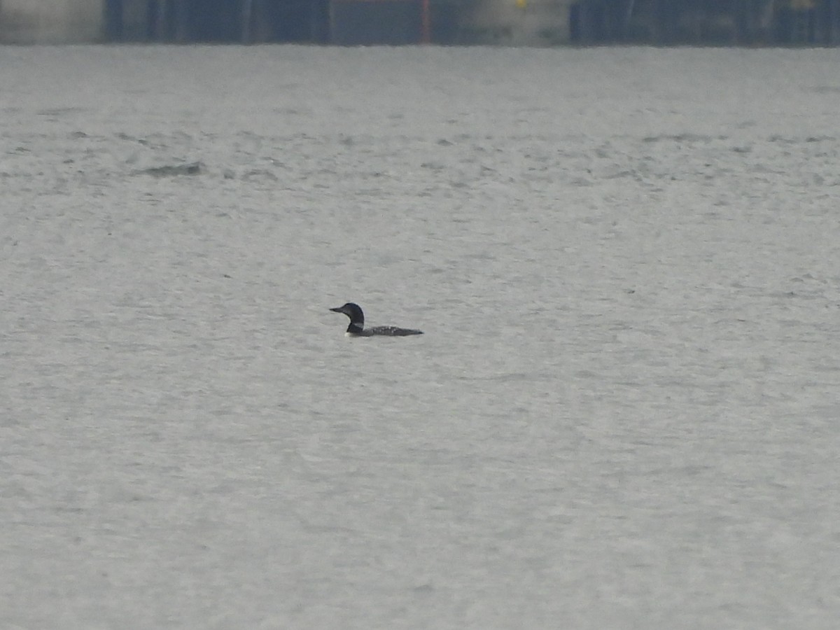 Common Loon - ML642894688