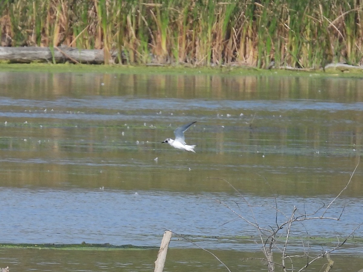 Forster's Tern - ML642894689