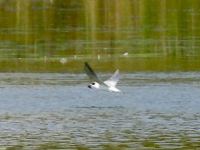 Forster's Tern - ML642894690