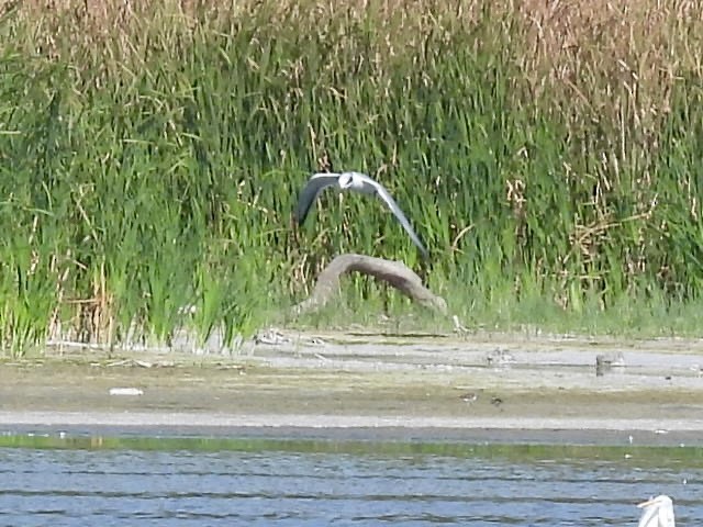 Forster's Tern - ML642894691