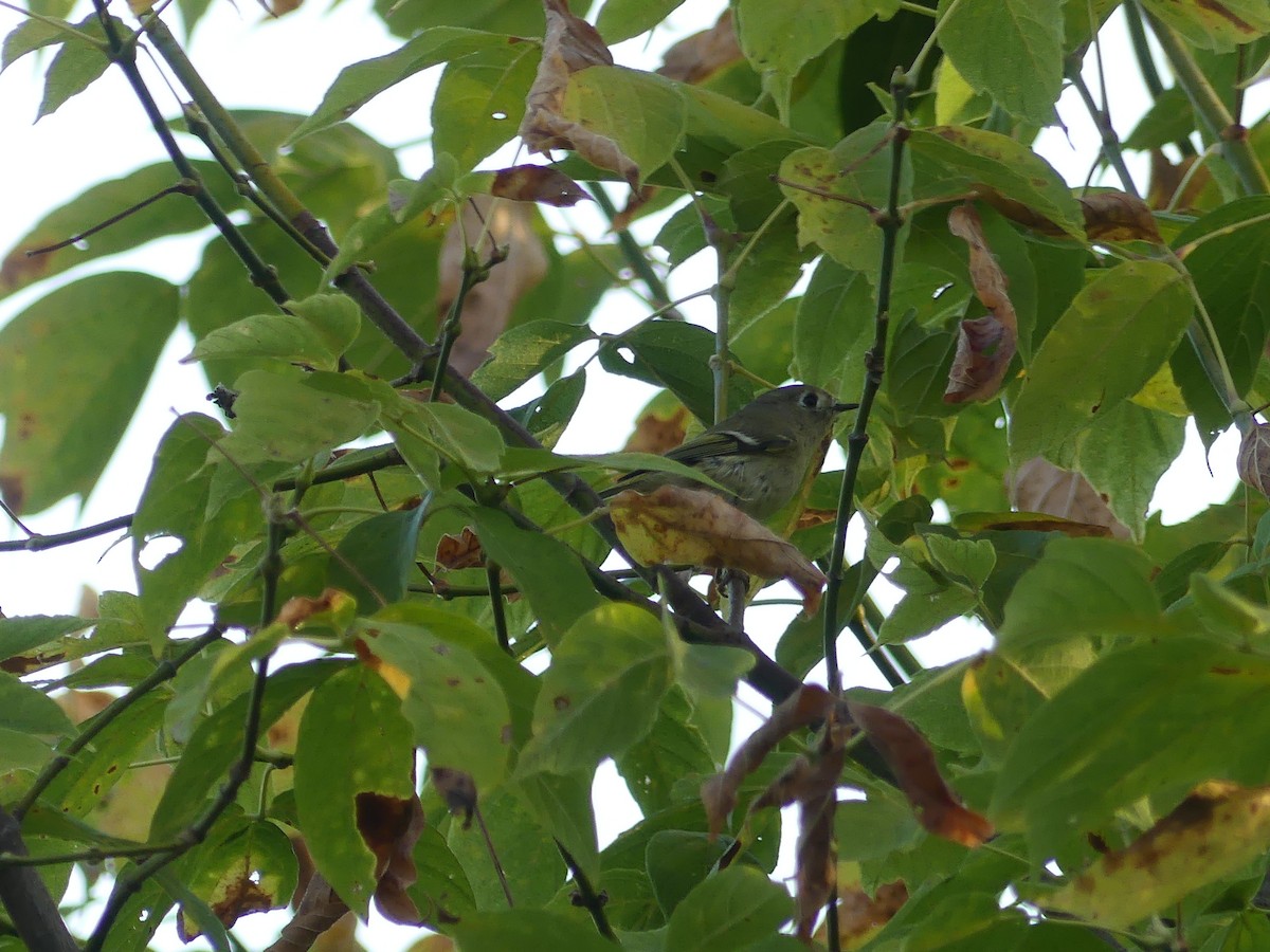 Ruby-crowned Kinglet - ML642894692