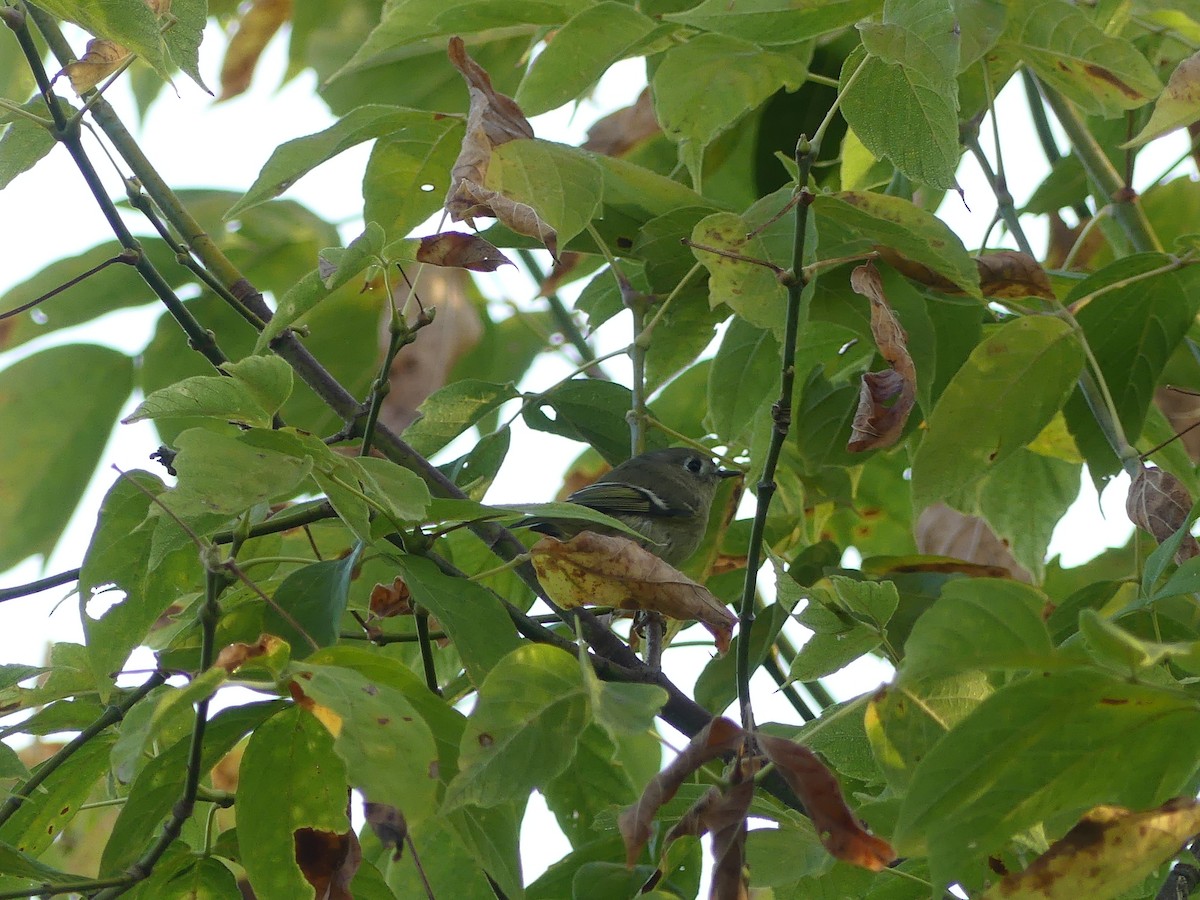 Ruby-crowned Kinglet - ML642894693