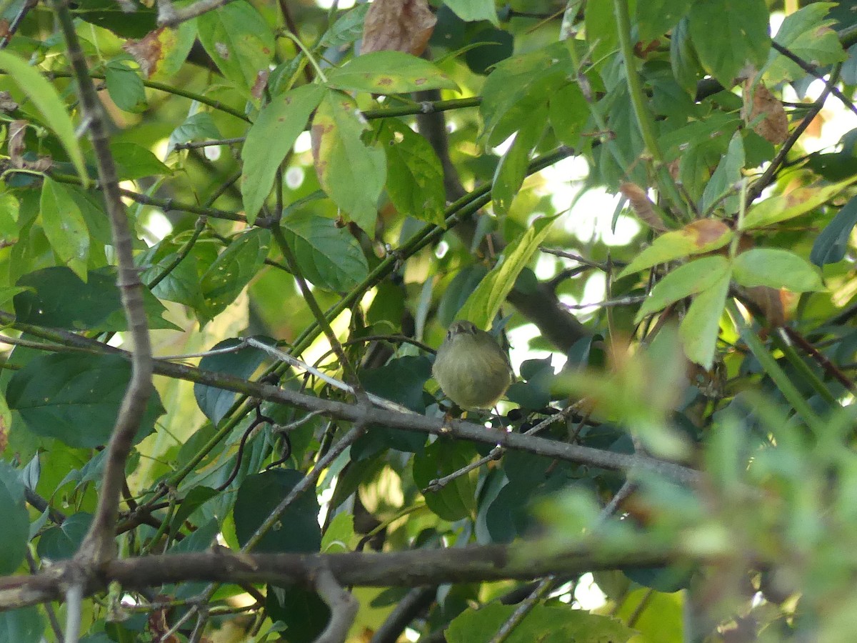 Ruby-crowned Kinglet - ML642894695