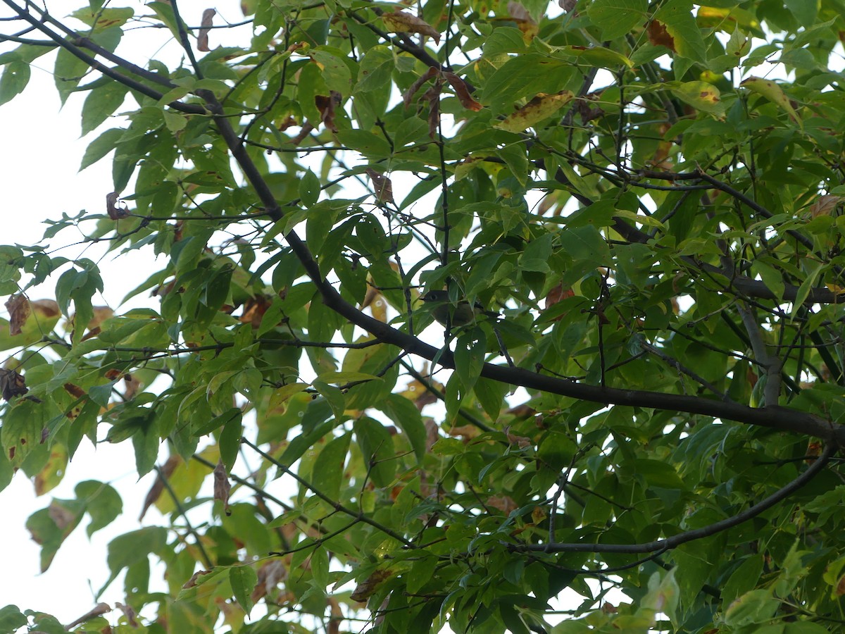 Ruby-crowned Kinglet - ML642894696