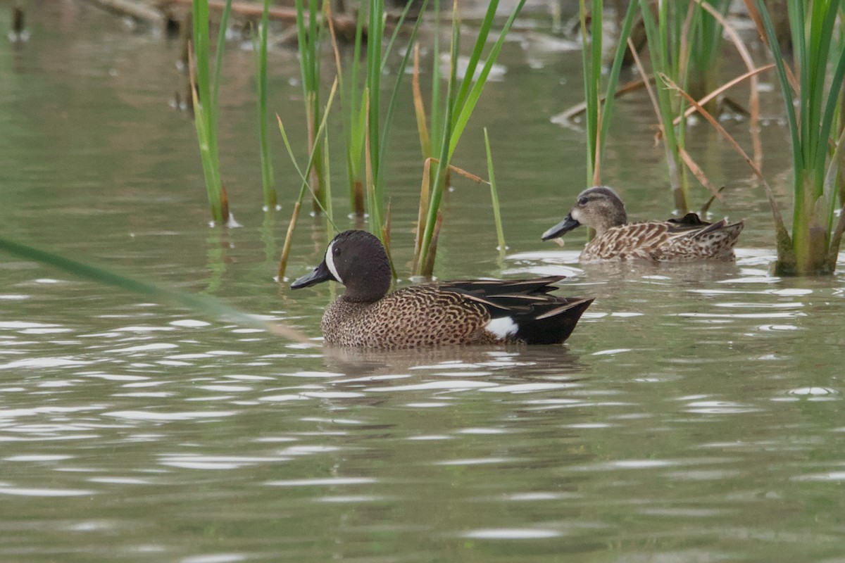 Blue-winged Teal - ML642894697