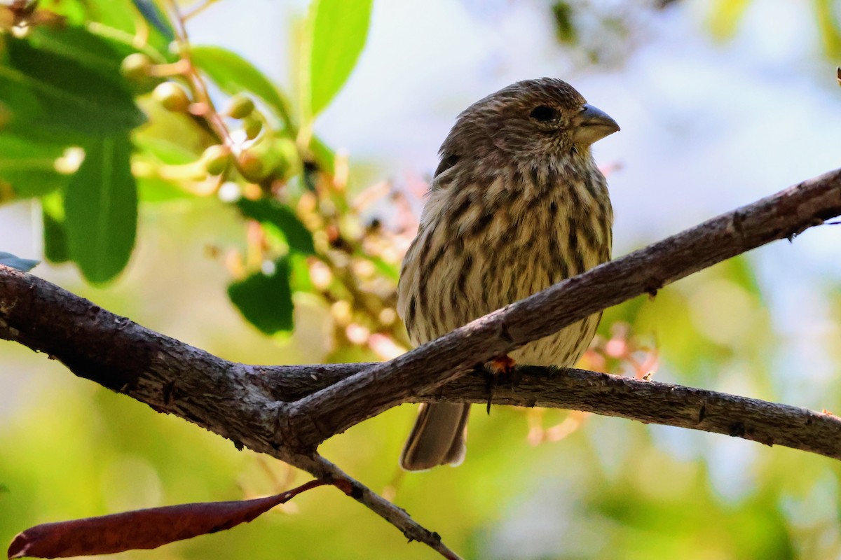 House Finch - ML642894700