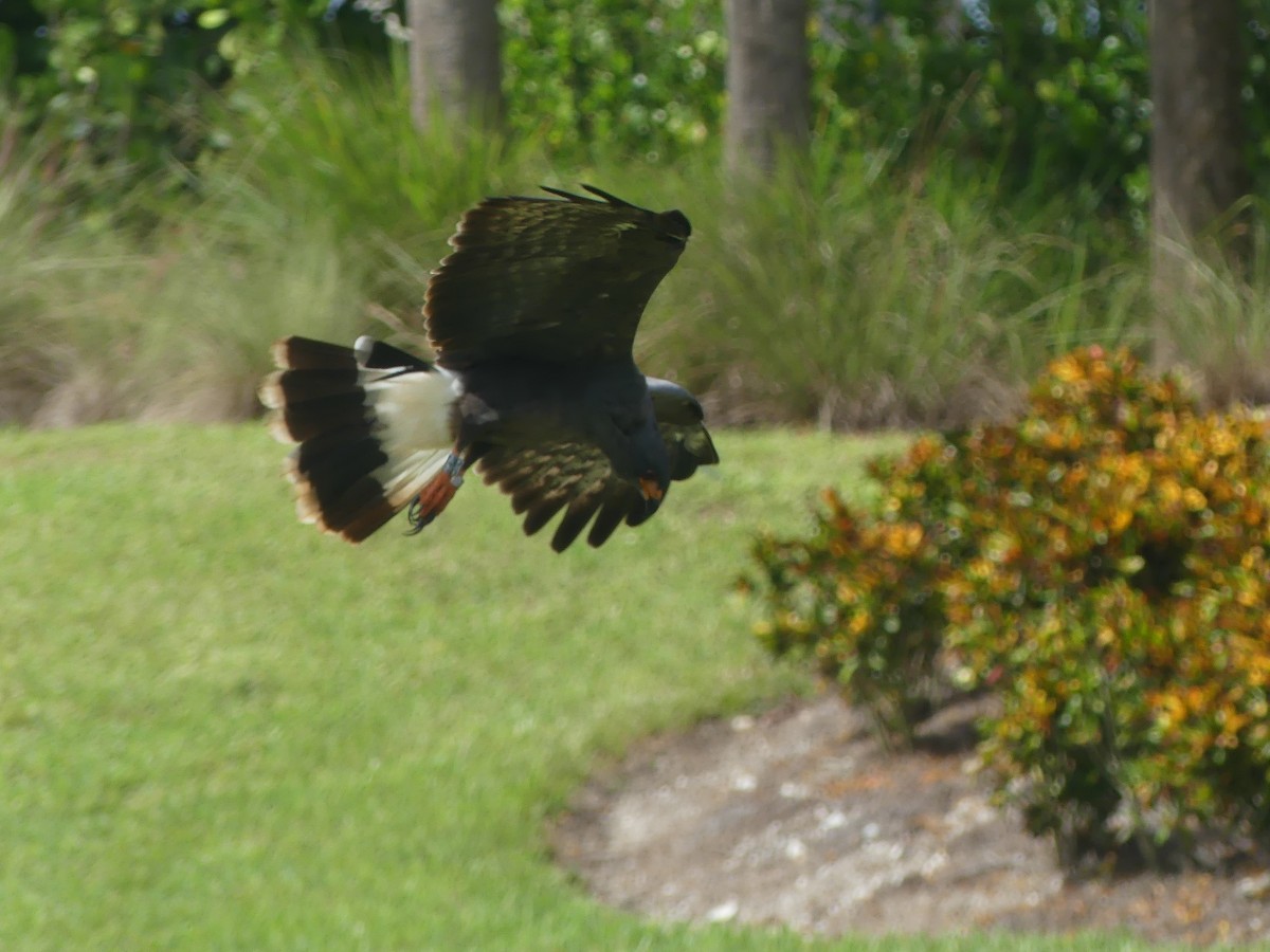Snail Kite - ML642894704