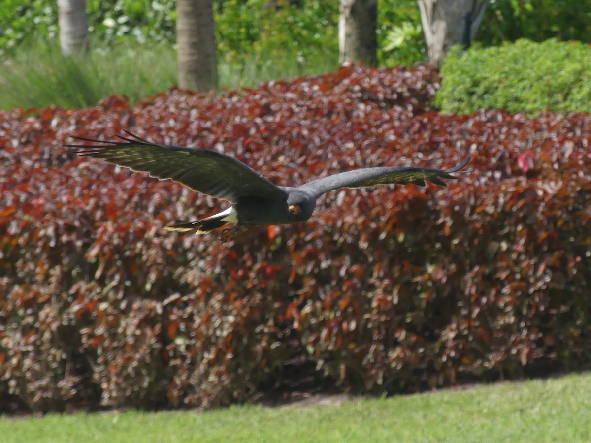 Snail Kite - ML642894705