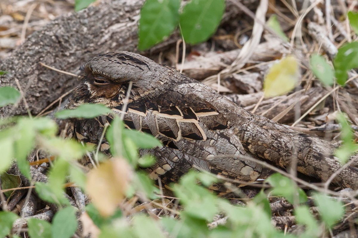 Common Pauraque - ML642894706
