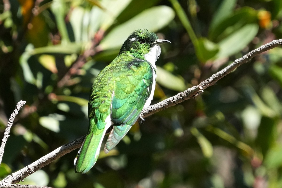 Klaas's Cuckoo - ML642894708
