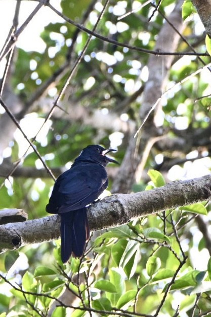 White-crowned Cuckoo - ML642894714