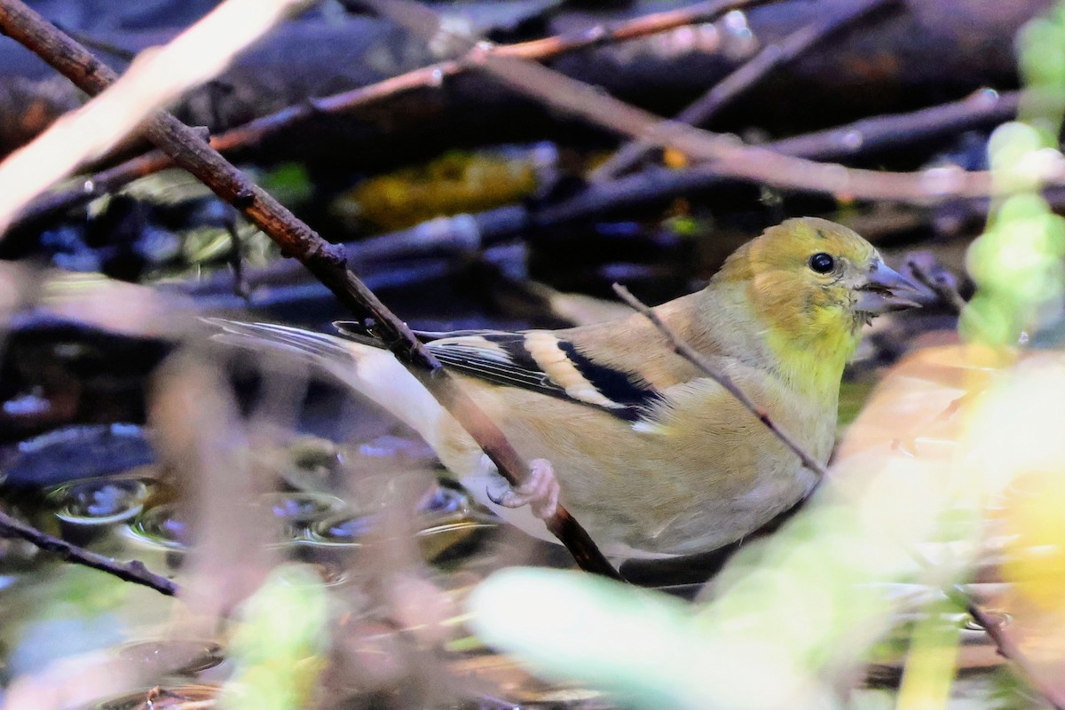 American Goldfinch - ML642894715
