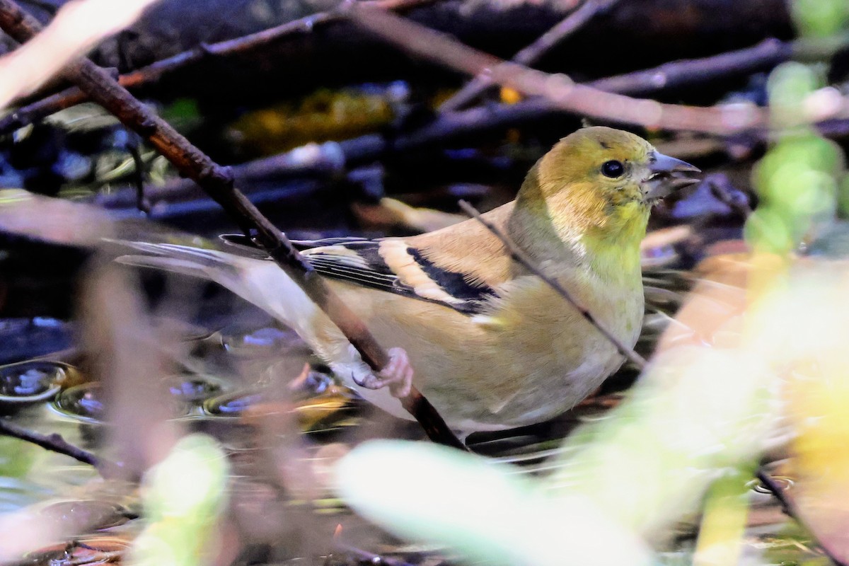 American Goldfinch - ML642894716
